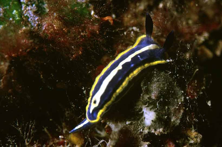 32 Hypselodoris messinensis.jpg